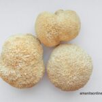 Dried Lion's Mane Mushrooms