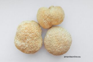 Dried Lion's Mane Mushrooms